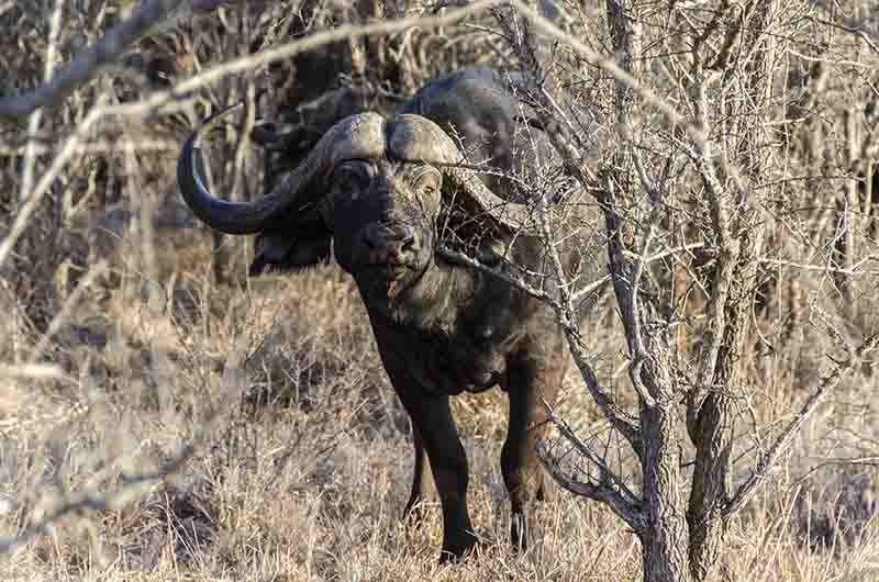 66 - Bufalo africano - parque nacional Kruger - Sudafrica